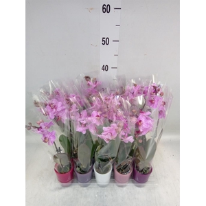 Phalaenopsis   ...mini