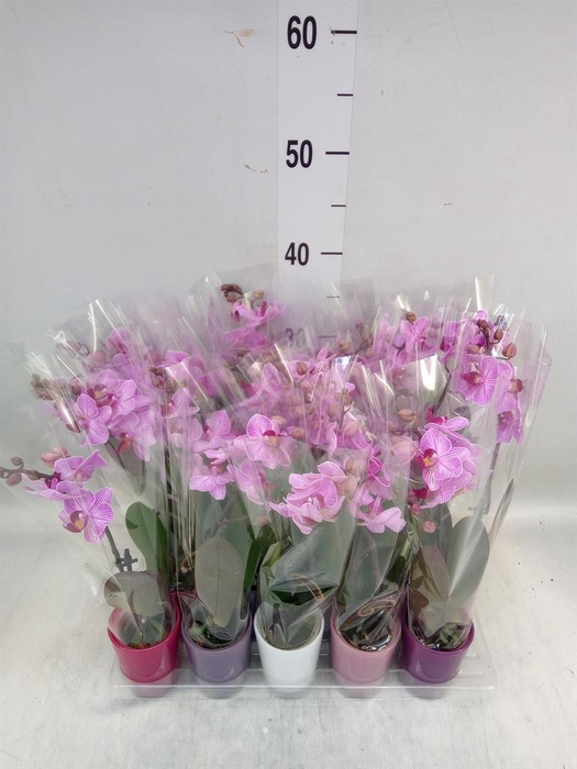 <h4>Phalaenopsis ...mini</h4>