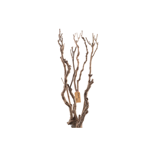 Syringa Branch Extra La Gandara