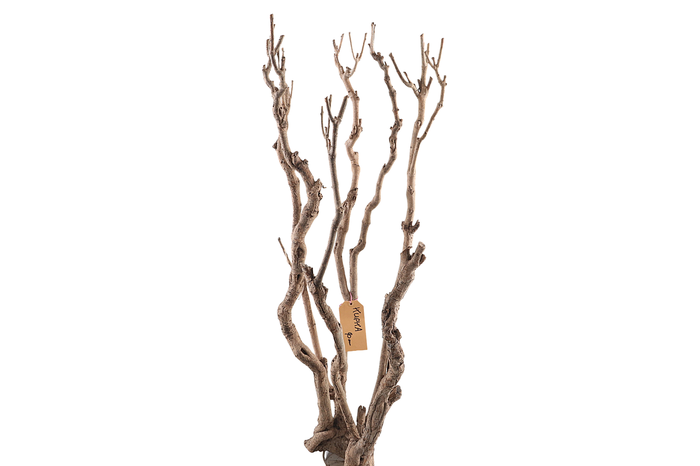 <h4>Syringa Branch Extra La Gandara</h4>