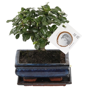 Bonsai 'Carmona macr.' in ø15cm Ceramic Ball Shape with Saucer