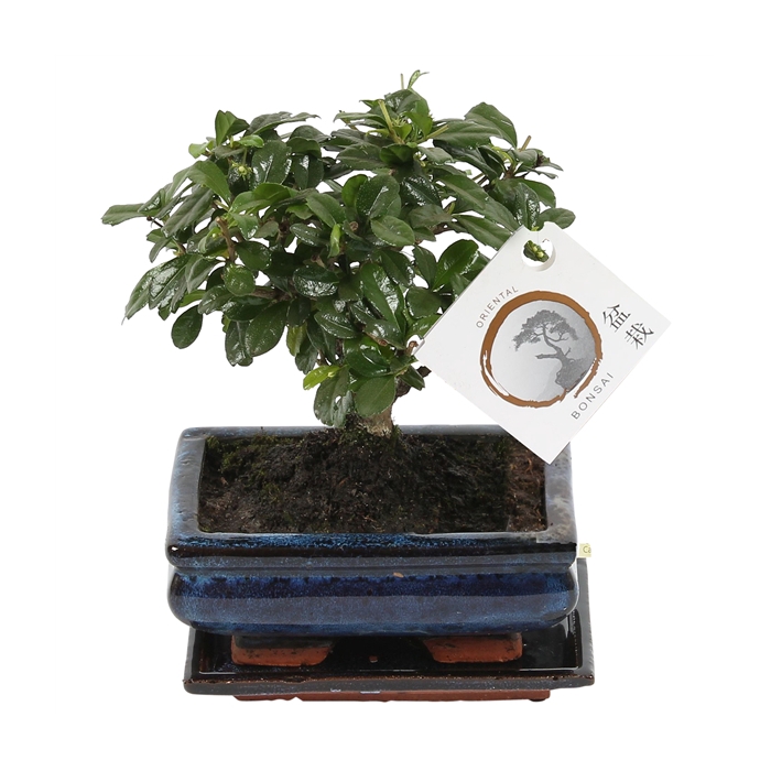 <h4>Bonsai 'Carmona macr.' in ø15cm Ceramic Ball Shape with Saucer</h4>