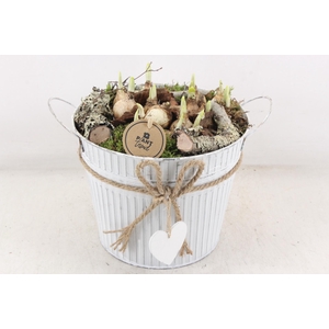 arr4 Narcis PL - Zink emmer strik 344/3