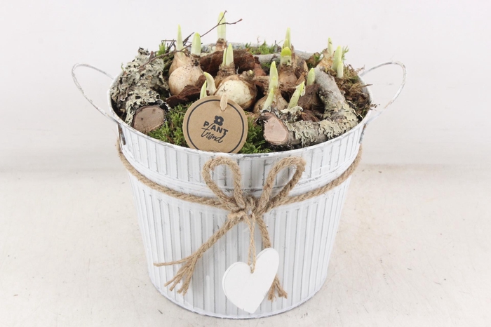 <h4>arr4 Narcis PL - Zink emmer strik 344/3</h4>