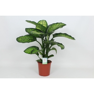 Purify Dieffenbachia Maroba 24 cm