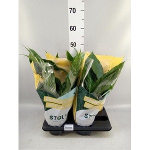 Spathiphyllum  'Diamond'