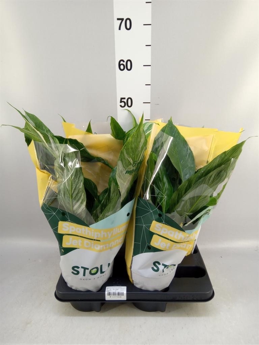 <h4>Spathiphyllum 'Diamond'</h4>