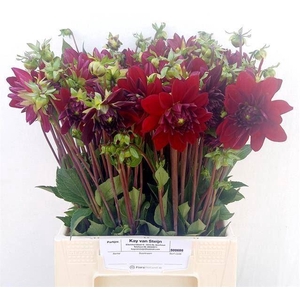 DAHLIA ARABIAN NIGHT
