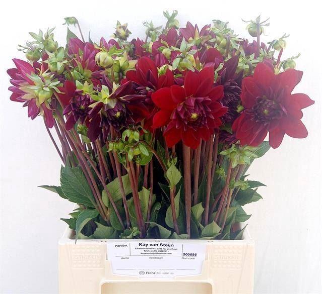 <h4>DAHLIA ARABIAN NIGHT</h4>