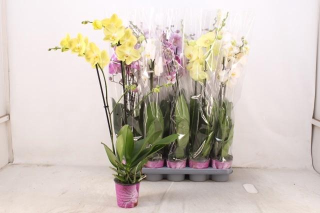 <h4>PHAL GEM 5 KL</h4>