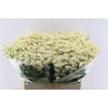 Tanacetum Single Vegmo