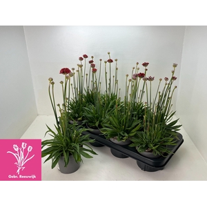 ARME PS BALLERIN RED