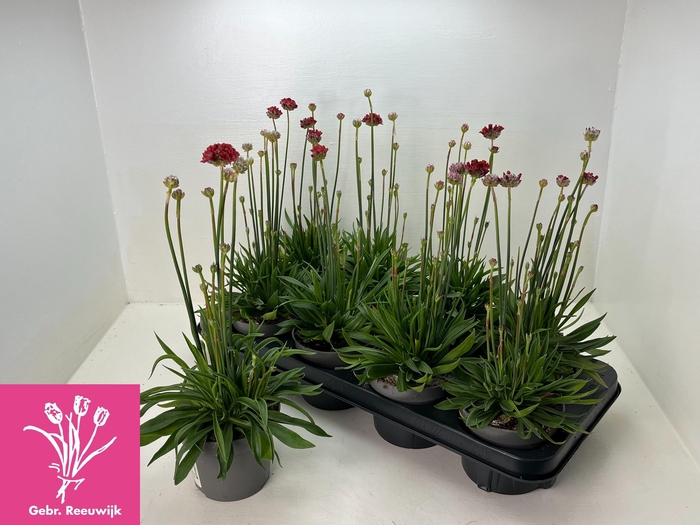 <h4>ARME PS BALLERIN RED</h4>