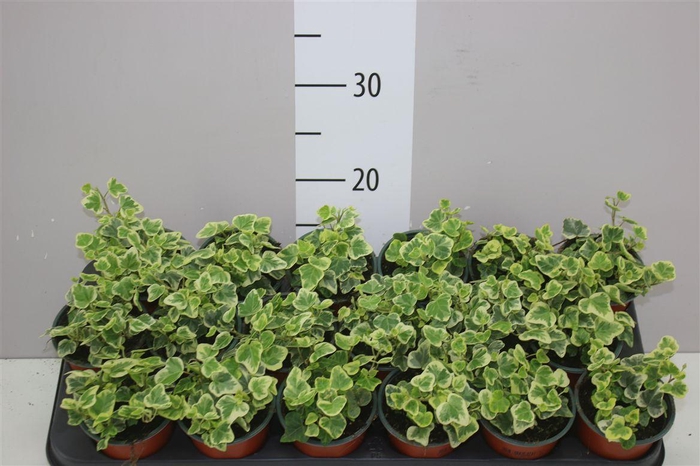 <h4>Hedera He White Wonder</h4>