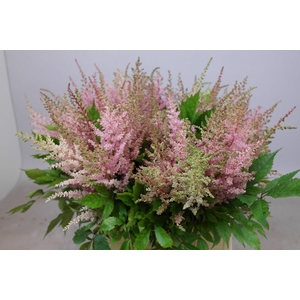Astilbe Erika