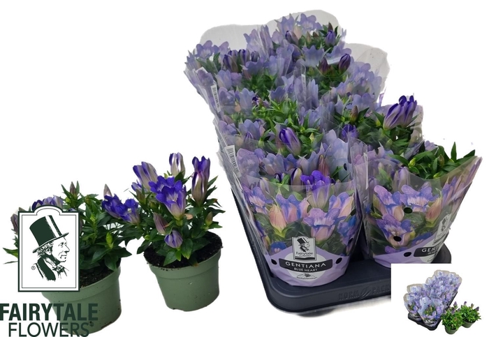<h4>GENT R D BLUE HEART</h4>