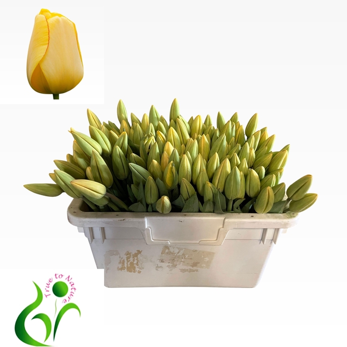 <h4>TU EN GOLD PARADE</h4>