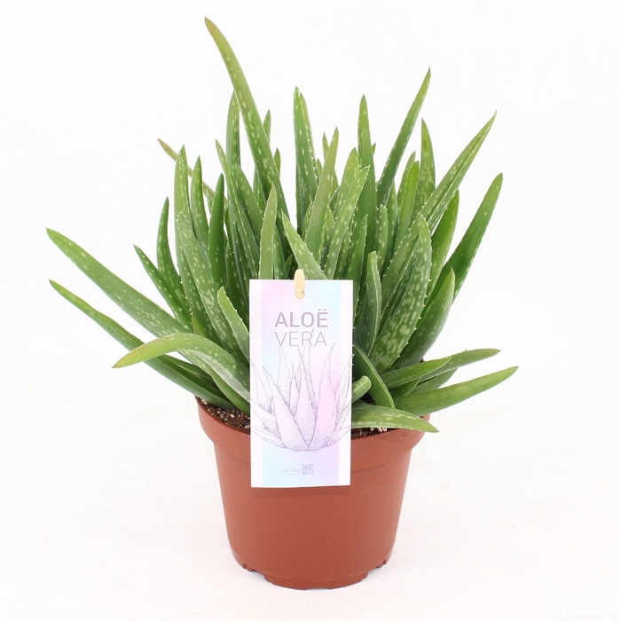 <h4>Aloe vera</h4>