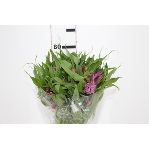 ALSTROEMERIA FLORENTINA 080 CM