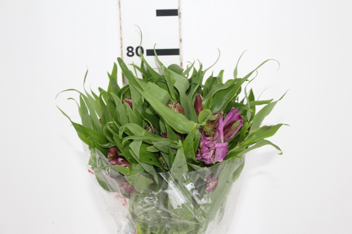 <h4>ALSTROEMERIA FLORENTINA 080 CM</h4>