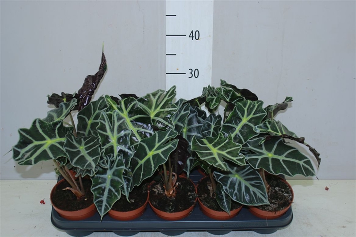 <h4>Alocasia Polly</h4>