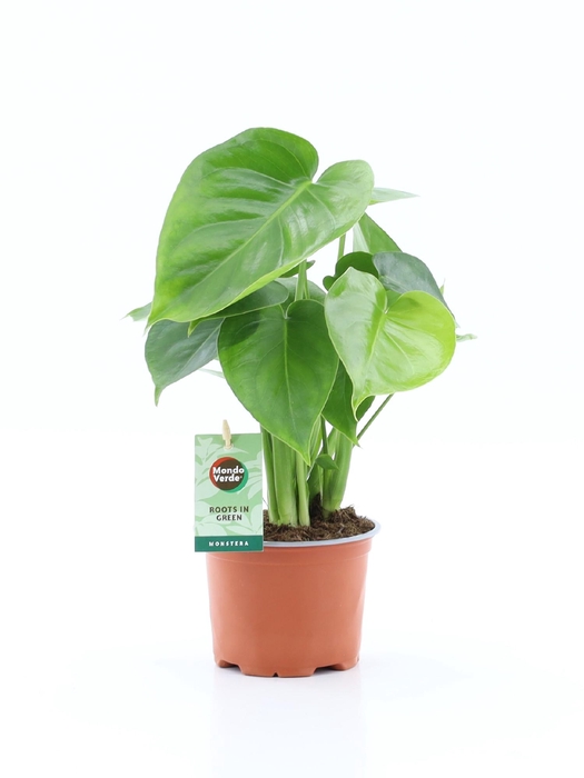 <h4>Monstera deliciosa</h4>