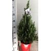 Picea Gl Conica