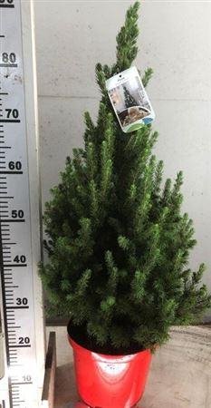 Picea Gl Conica