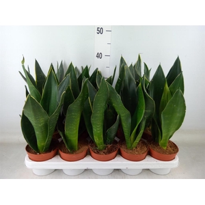 Sansevieria trifa.   ...