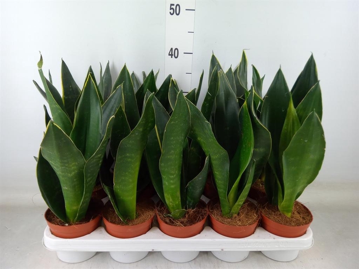 <h4>Sansevieria trifa.   ...</h4>