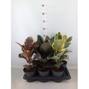 Ficus elastica   ...