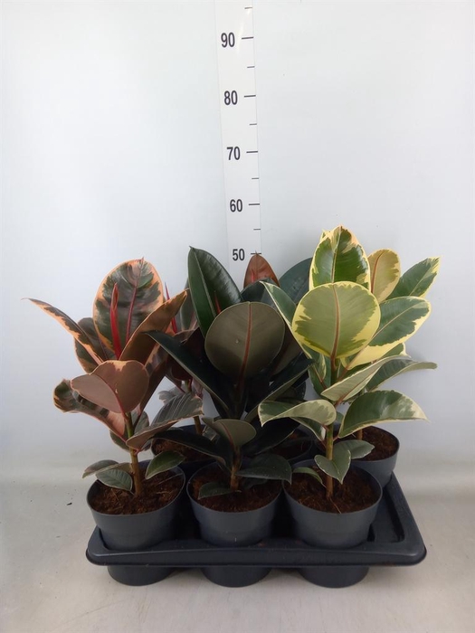 <h4>Ficus elastica   ...</h4>