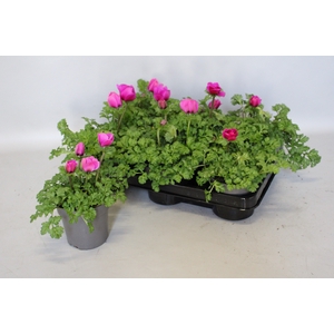 Anemone coronaria Animo Pink