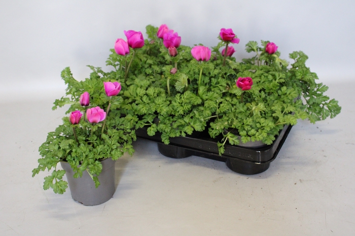 <h4>Anemone coronaria Animo Pink</h4>