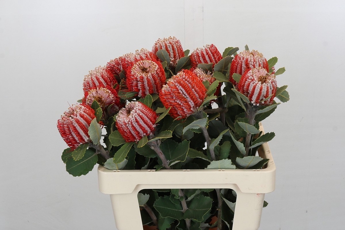 <h4>Banksia Coccinea</h4>