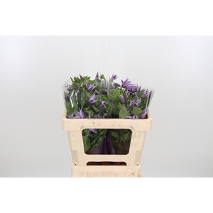 Clem Star River Lavendel