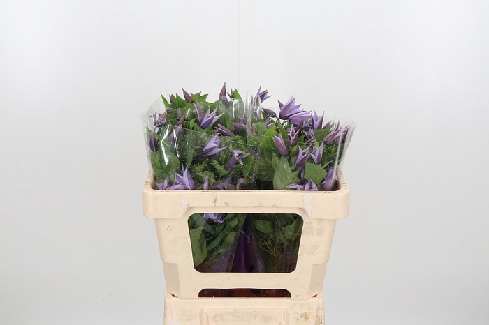 <h4>Clem Star River Lavendel</h4>