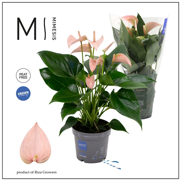 <h4>Mimesis Anthurium KARMA Peach - 12cm</h4>