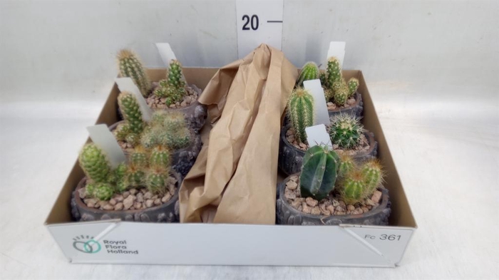 <h4>Cactus   ...</h4>