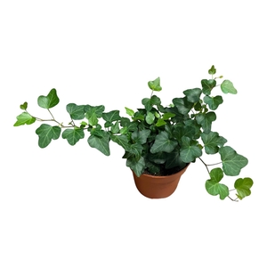 Hedera helix Wonder