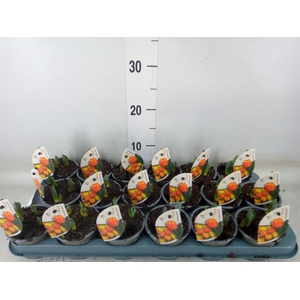 Tulipa DU 'Flamingo Baby'