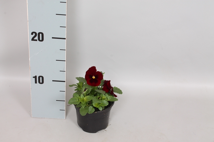 Viola cornuta F1 Red Blotch