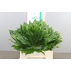 Aralia 45 Cm South Africa