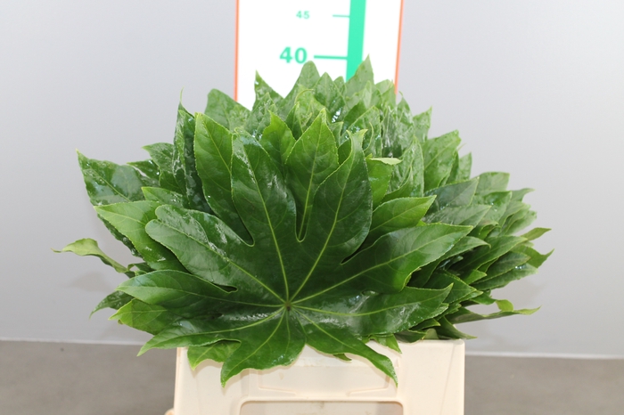 Aralia 45 Cm South Africa
