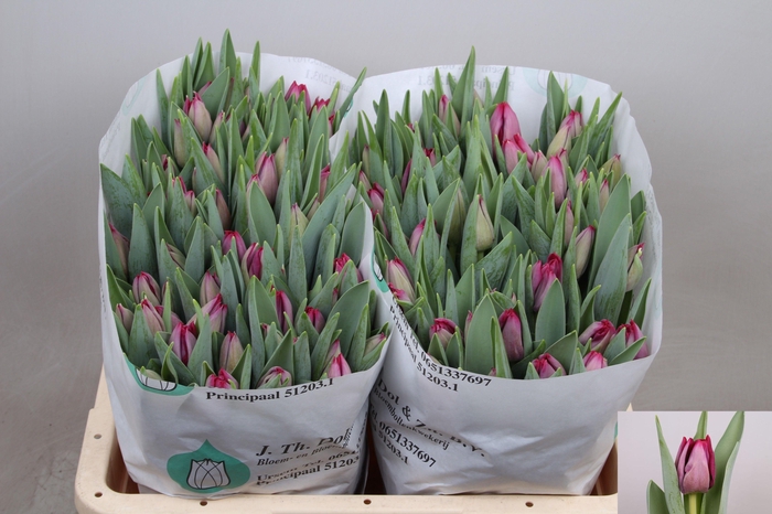 <h4>Tu En Scamper</h4>