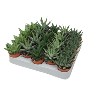 Aloe