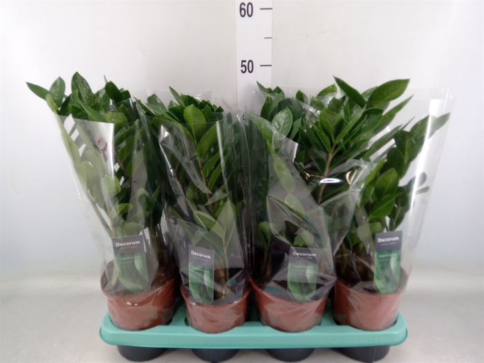 <h4>Zamioculcas zamiifolia</h4>