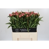 Paeonia Dr A Fleming