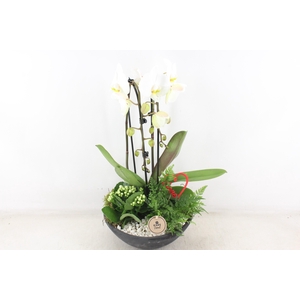 arr2 PL - Ebbischaal x2 phal. wit