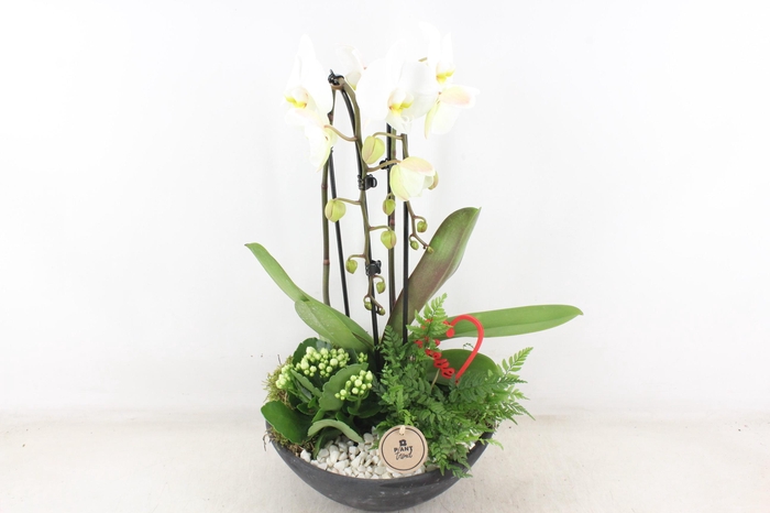 <h4>arr2 PL - Ebbischaal x2 phal. wit</h4>